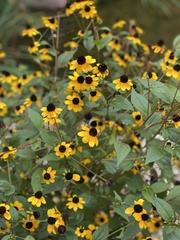 Rudbeckia triloba