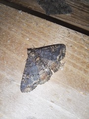 Metalectra diabolica