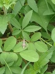 Abracris flavolineata