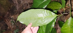 Sterculia monosperma