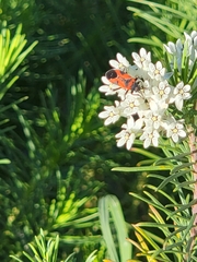 Lygaeus reclivatus