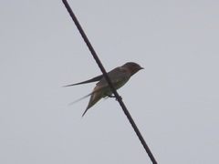 Petrochelidon pyrrhonota