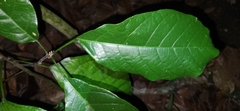 Sterculia monosperma