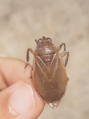 Belostoma