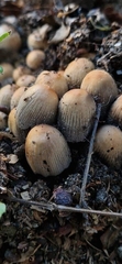 Coprinellus micaceus