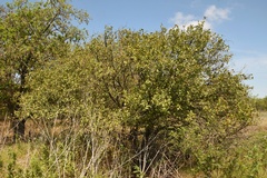 Crataegus viridis glabriuscula