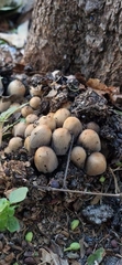 Coprinellus micaceus