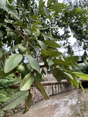 Psidium guajava