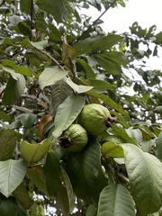 Psidium guajava