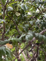 Psidium guajava