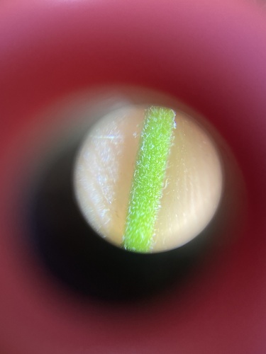 Agrimonia incisa image