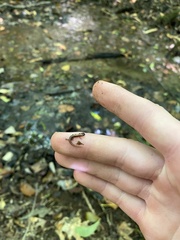 Plethodon serratus