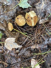 Tricholoma equestre