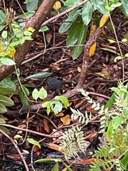 Dumetella carolinensis