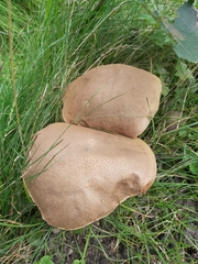Leccinum duriusculum