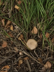 Chlorophyllum olivieri