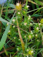 Symphyotrichum ciliatum