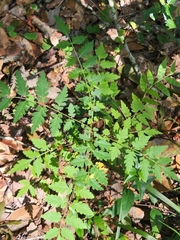 Koelreuteria