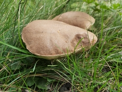 Leccinum duriusculum