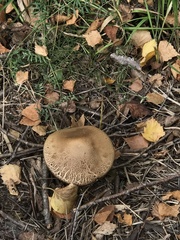 Chlorophyllum olivieri