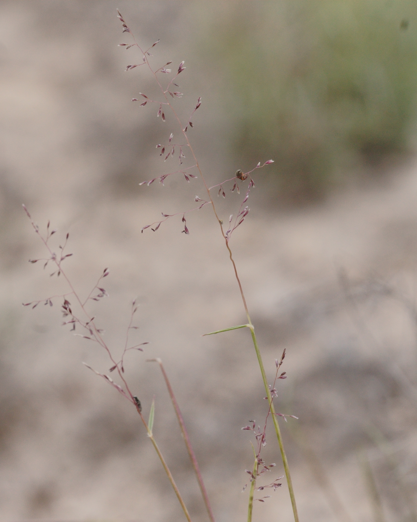 Sporobolus nealleyi