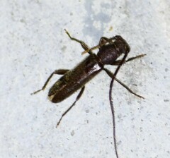 Geropa concolor