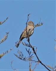 Catamenia analis