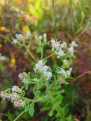 Sericocarpus tortifolius
