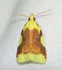 Cenopis niveana