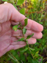Sericocarpus tortifolius