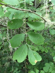 Fraxinus dipetala