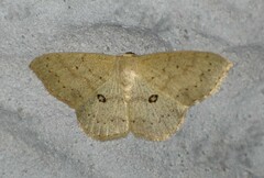 Semaeopus cantona