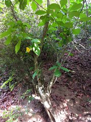 Tabernaemontana glabra