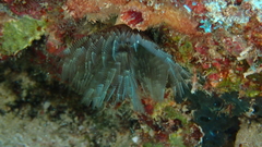 Sabellidae
