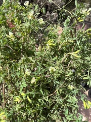 Ceratocapnos claviculata