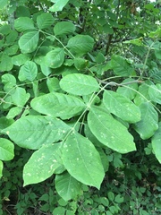 Fraxinus dipetala