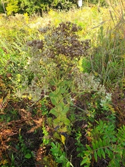 Eupatorium rotundifolium