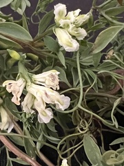 Ceratocapnos claviculata