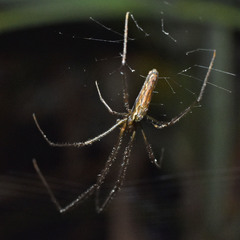Tetragnatha ceylonica