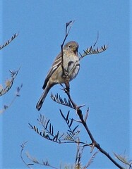 Catamenia analis