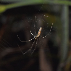 Tetragnatha ceylonica