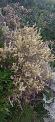 Thymelaea velutina