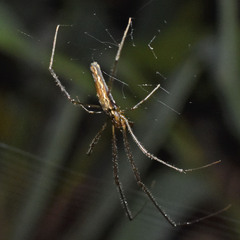 Tetragnatha ceylonica
