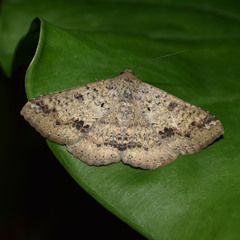 Ericeia inangulata