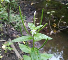 Epilobium roseum