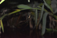 Tetragnatha ceylonica