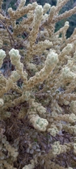 Thymelaea velutina
