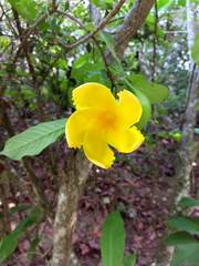 Tabernaemontana glabra