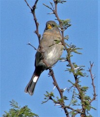 Catamenia analis
