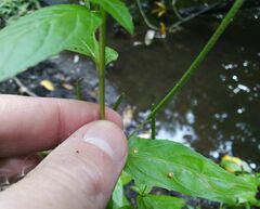 Epilobium roseum